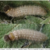 musch cribrellum larva5 volg112